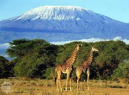 Mt Kilimanjaro